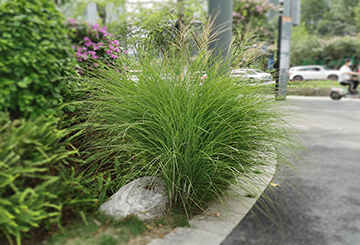 细叶芒