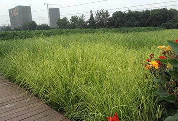 香根草