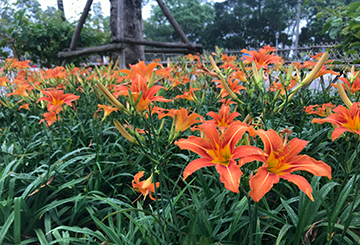 大花萱草