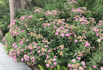 金焰绣线菊