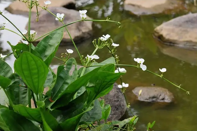 泽泻