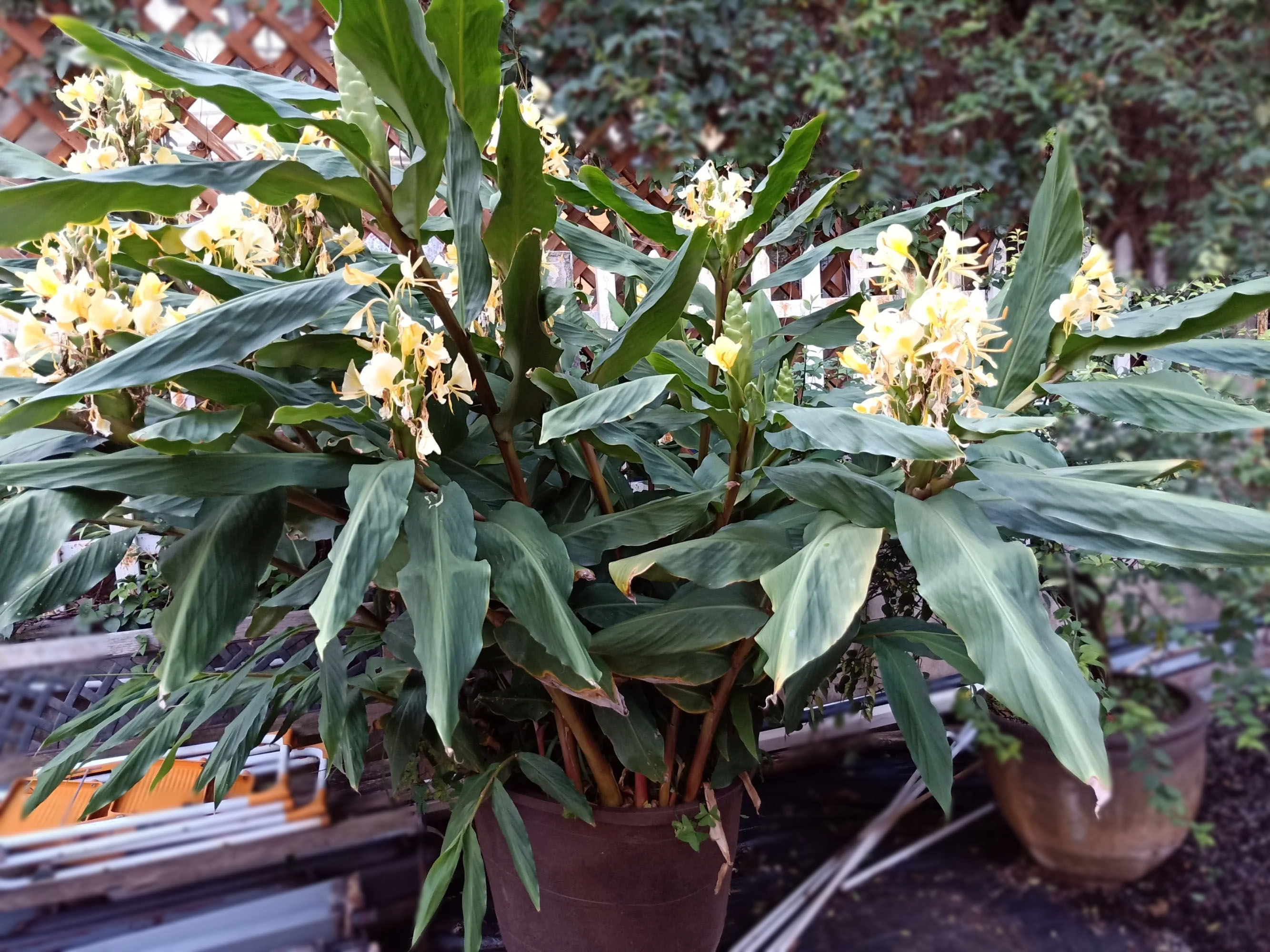 黄姜花