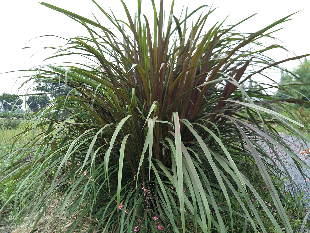 红象草