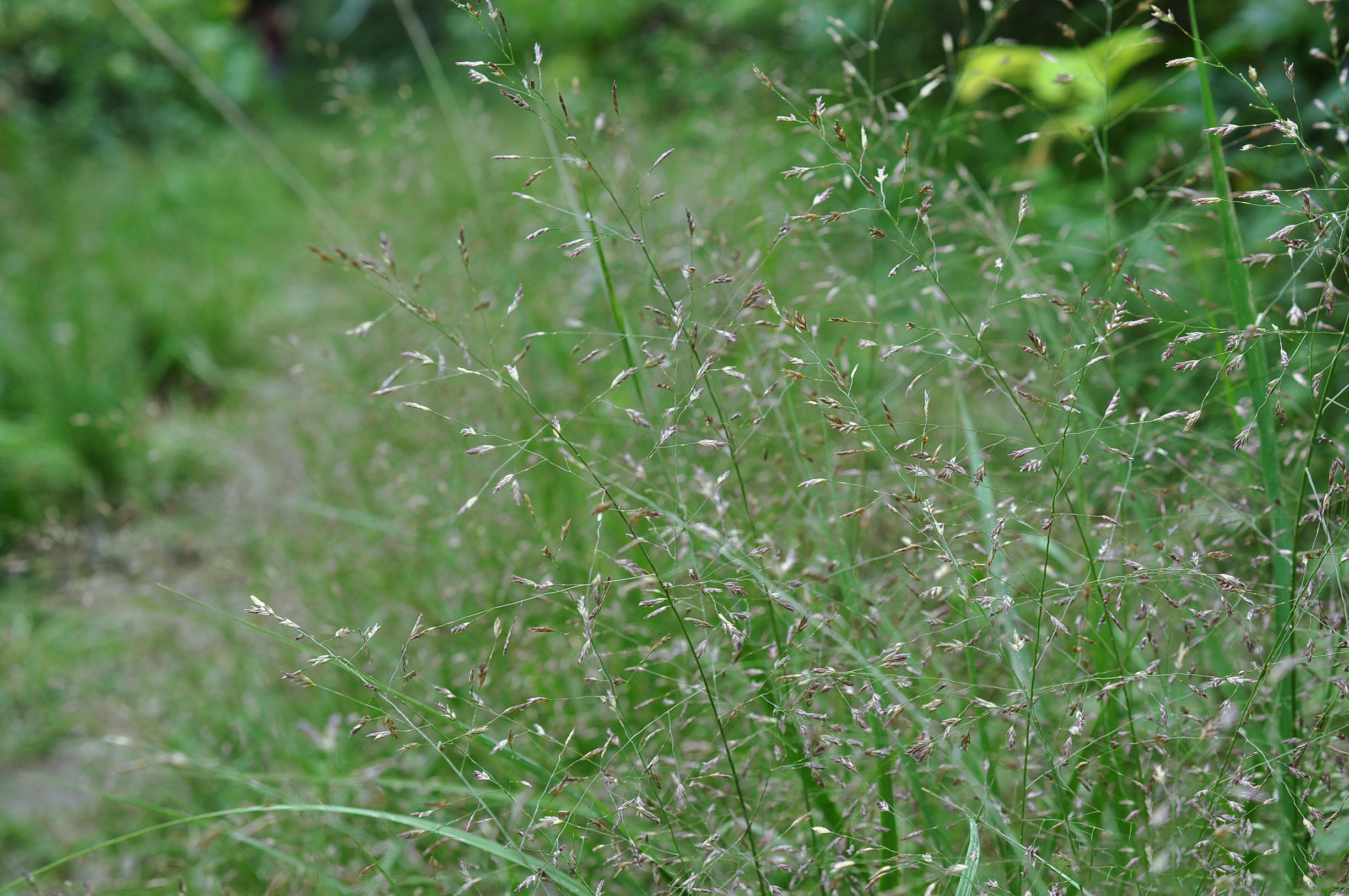 画眉草