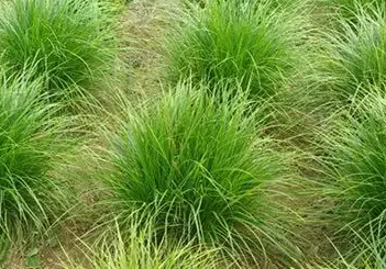 凤凰绿苔草